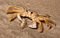 Ghost crab (Ocypode quadrata) eating Lady crab (Ovalipes ocellatus) Sea Isle City, New Jersey, USA, June.