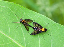 Golden-backed snipe fly (Chrysopilus thoracicus) mating on Common milkweed leaf (Asclepias syriaca) Pennsylvania, USA, May.