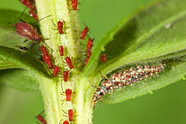 Green lacewing larva (Chrysopa) with Red goldenrod aphids (Uroleucon nigrotuberculatum) on goldenrod, Philadelphia; Pennsylvania, USA, July.