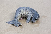 Harbour seal (Phoca vitulina) newborn pup on beach, La Jolla, California, USA, February.