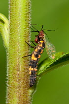 Convergent lady beetle larva (Hippodamia convergens) eating Red goldenrod aphid (Uroleucon nigrotuberculatum)  Philadelphia, Pennsylvania, USA. July.