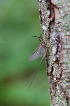 Giant mayfly (Hexagenia) Adirondack Park, New York, USA, July.