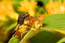 Pennsylvania ambush bug (Phymata pennsylvanica) mating pair, the female has prey, Hickory Run State Park, Pennsylvania, August.