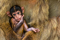 Barbary macaque (Macaca sylvanus) baby sitting with mother, Gibraltar Nature Reserve, Gibraltar, June.
