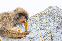 Barbary macaque (Macaca sylvanus) resting, Gibraltar Nature Reserve, Gibraltar, June.