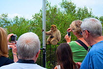 Tourists watching Barbary macaque (Macaca sylvanus) climbing post,  Gibraltar Nature Reserve, Gibraltar, June 2014.
