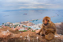 Barbary macaque (Macaca sylvanus) sitting with harbour of Gibraltar City in the background, Gibraltar Nature Reserve, Gibraltar, June.