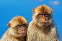 Barbary macaque (Macaca sylvanus) two sitting together, Gibraltar Nature Reserve, Gibraltar, June.