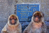 Barbary macaques (Macaca sylvanus) two sitting close together next to memorial sign for  'Michael' the longest living macaque in Gibraltar. Gibraltar Nature Reserve, Gibraltar, June.
