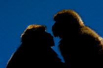 Barbary macaque (Macaca sylvanus) two sitting close together, Gibraltar Nature Reserve, Gibraltar, June.