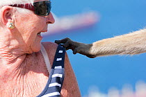 Barbary macaque (Macaca sylvanus) reaching out to play with strap of woman's top. Gibraltar Nature Reserve, Gibraltar,
