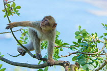 Barbary macaque (Macaca sylvanus) youngster climbing, Gibraltar Nature Reserve, Gibraltar,