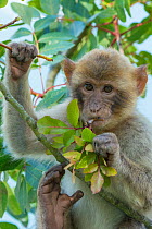 Barbary macaque (Macaca sylvanus) feeding on leaves, Gibraltar Nature Reserve, Gibraltar, June.