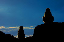 Barbary macaque (Macaca sylvanus) two sitting silhouetted on rocks,  Gibraltar Nature Reserve, Gibraltar,