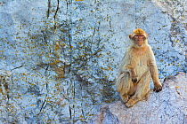 Barbary macaque (Macaca sylvanus) female resting on rock, Gibraltar Nature Reserve, Gibraltar, June.