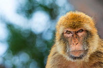 Barbary macaque (Macaca sylvanus) portrait, Gibraltar Nature Reserve, Gibraltar, June.