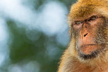 Barbary macaque (Macaca sylvanus) portrait, Gibraltar Nature Reserve, Gibraltar, June.