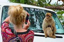 Barbary macaque (Macaca sylvanus), female with suckling baby, photographerd by female tourist. Gibraltar Nature Reserve, Gibraltar, Tourist, June.
