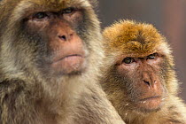 Barbary macaque (Macaca sylvanus), Gibraltar Nature Reserve, Gibraltar, June.