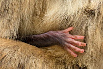 Barbary macaque (Macaca sylvanus) babies hand holding onto adults fur. Gibraltar Nature Reserve, Gibraltar