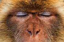 Barbary macaque (Macaca sylvanus) close up portrait, Gibraltar Nature Reserve, Gibraltar