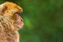 Barbary macaque (Macaca sylvanus) profile, portrait, Gibraltar Nature Reserve, Gibraltar, June.