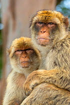 Barbary macaque (Macaca sylvanus) portrait of two sitting together, Gibraltar Nature Reserve, Gibraltar, June.
