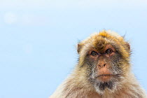 Barbary macaque (Macaca sylvanus) portrait, Gibraltar Nature Reserve, Gibraltar. June.