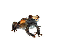 Pied mossy frog (Theloderma asperum) captive, occurs in Asia.