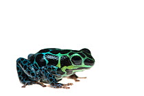 Mimic poison frog (Ranitomeya imitator) captive, occurs in Peru.