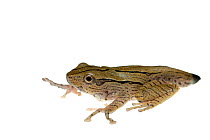 Borneo eared frog (Polypedates otilophus) captive, occurs in South East Asia.