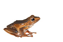 Borneo eared frog (Polypedates otilophus) captive, occurs in South East Asia.