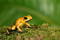 Golden poison dart frog (Phyllobates terribilis) captive, endemic to Colombia. This species is the most poisonous frog in the world, with one milligram of the Batrachotoxin to kill between 10 to 20 hu...
