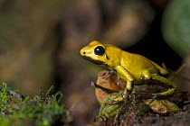 Black legged poison dart frog (Phyllobates bicolor) profile, captive endemic to Colombia.
