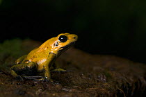 Black legged poison dart frog (Phyllobates bicolor) profile, captive endemic to Colombia.