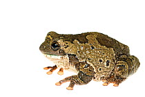 Marbled tree frog (Phrynohyas venulosa) captive, occurs in South and Central America.