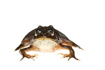 Green puddle frog (Occidozyga lima) captive, occurs in Asia.