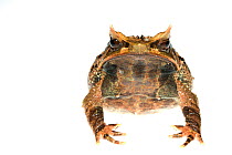 Malayan horned frog (Megophrys nasuta) captive, occurs in South East Asia.
