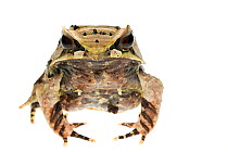 Javan horned frog (Megophrys montana) captive, occurs in Indonesia.