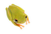 White-lipped tree frog (Litoria infrafrenata) captive, occurs in Northern Australia and New Guinea.