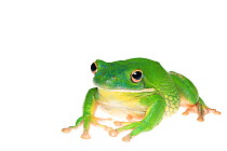 White-lipped tree frog (Litoria infrafrenata) captive, occurs in Northern Australia and New Guinea.