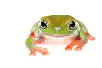 Green tree frog (Litoria caerulea) portrait, captive occurs in Australia and New Guinea.