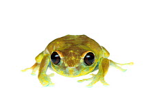 Uluguru forest tree frog (Leptopelis uluguruensis) captive, endemic to Tanzania. Vulnerable species.
