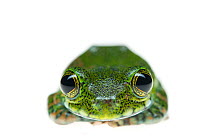 Yellow-spotted tree frog (Leptopelis flavomaculatus) portrait of juvenile, captive occurs in Africa.