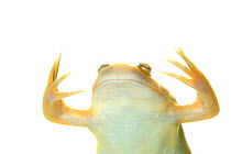 African clawed frog (Xenopus laevis) portrait, captive occurs in Africa.
