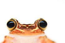 Imbabura treefrog (Hypsiboas picturatus) close up portrait, Colombia and Ecuador.