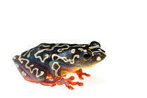 Riggenbach's reed frog (Hyperolius riggenbachi) captive, occurs in Africa. Vulnerable species.