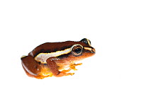Mitchell's reed frog (Hyperolius mitchelli) captive, occurs in Malawi, Mozambique, and Tanzania