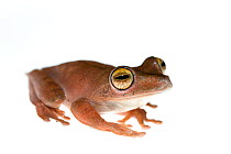 Troschel's tree frog (Hyla calcaratus) captive, occurs in South America.