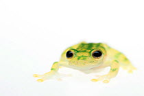 Reticulated glass frog (Hyalinobatrachium valerioi) captive, occurs in  Colombia, Costa Rica, Ecuador, and Panama